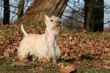 SCOTTISH TERRIER 122